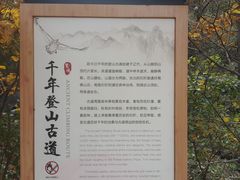 -北京鹫峰国家森林公园