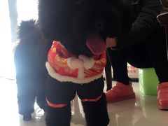 -1013 PET SHOP 宠物商店(近铁城市广场店)