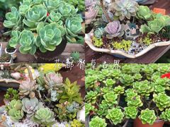 -广东花都香草世界旅游度假区