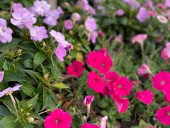 -春花秋色城市公园