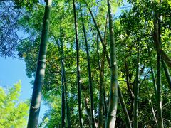 -深圳仙湖植物园