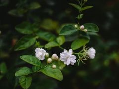 -好一朵茉莉花(老门东店)