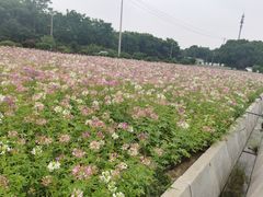 -鹅湖玫瑰文化园