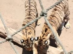 -西霞口神雕山野生动物世界