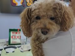 -达爱动物医院·犬猫分区·CT·复杂眼科(远洋山水分院)