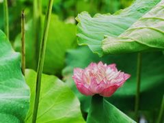 -陈家山荷花公园