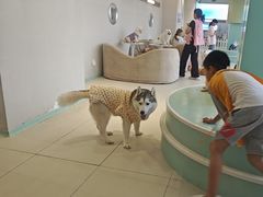 -怪兽屋·羊驼·猫咖·狗咖(俊华广场店)