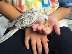 -吉丁鸟咖·异宠·寄养