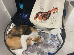 -玫瑰咖啡(中山六路店)