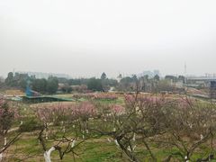 -秀丽东方