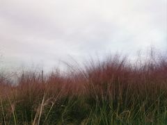 -中国天府农业博览园