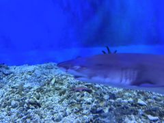 -太平洋海底世界