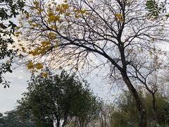 -松山湖梦幻百花洲
