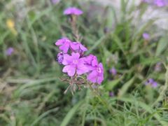 -三圣花乡旅游区