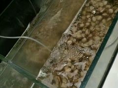 粉丝生蚝-鑫海汇海鲜烤肉火锅自助(七彩城店)