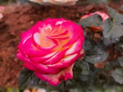 -人民公园(罗湖区)