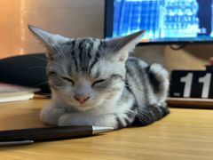 -lincat·猫舍(广州店)