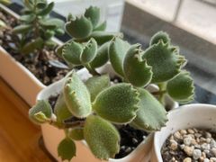 -Cafe Villa