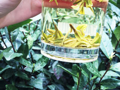 -嘉龙茶庄