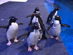 -华夏文旅海洋公园