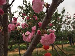 -天适樱花悠乐园