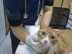 -瑞派长江宠物医院·猫科·外科·24小时夜护(谊城公寓分院)