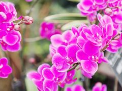 -中国科学院华南植物园