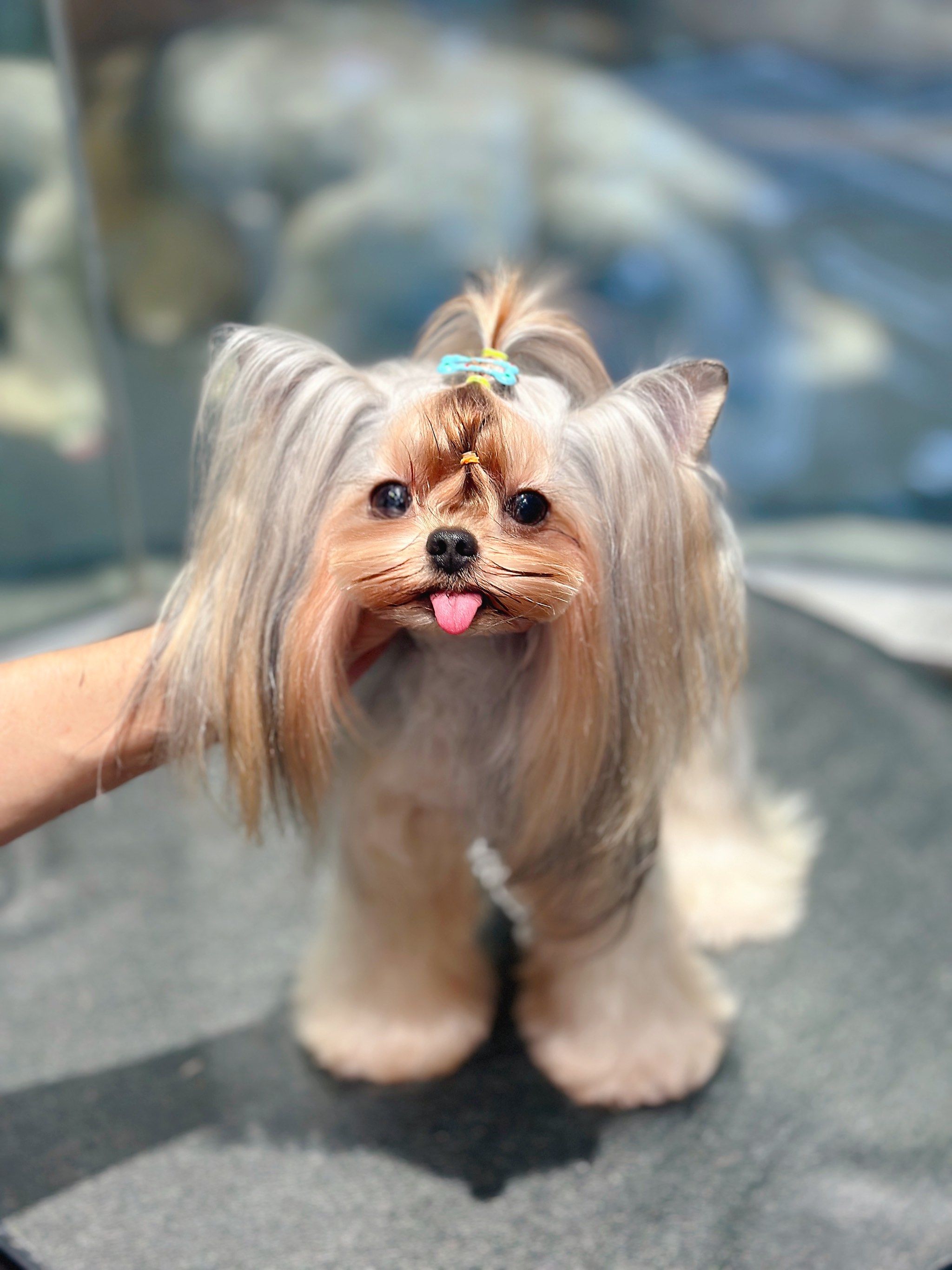 深圳约克夏美容造型