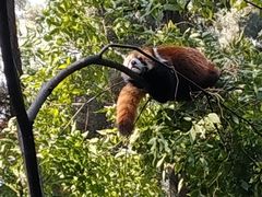 -昆明动物园