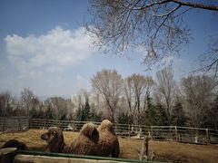 -青藏高原野生动物园