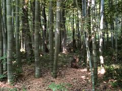 -句容茅山景区