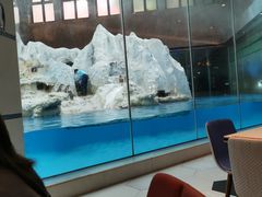 -帝企鹅自助餐厅•儿童岛•真企鹅(长隆企鹅酒店)