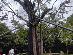 -上海佘山国家森林公园天马山园