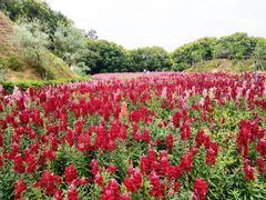 -广州市流溪河国家森林公园