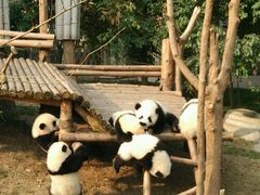 -成都大熊猫繁育研究基地