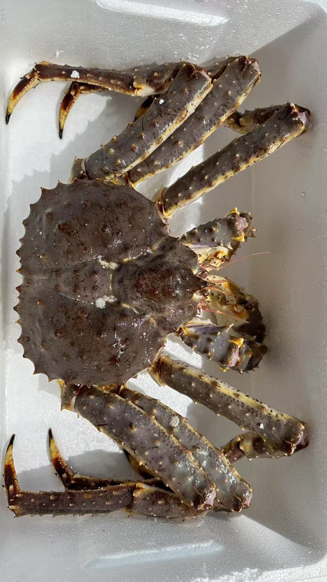 大螃蟹的魅力诱惑