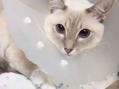 -美联众合动物医院·24h京西诊疗中心