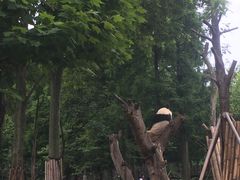 -都江堰中华大熊猫苑
