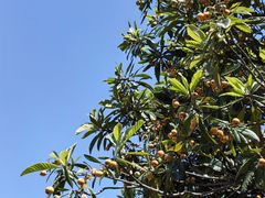 -南京民俗博物馆(甘熙故居)