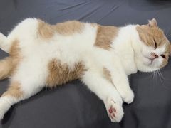 -唐小姐の猫狗洗护·购宠旗舰店(周浦万达店)