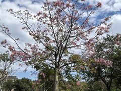 -风云岭森林公园