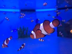 -瑞普利水族馆