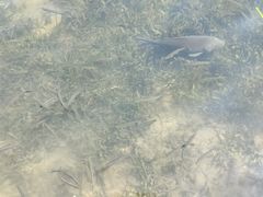 -西湖外事游船(花港观鱼码头)