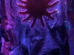 -悉尼海洋生物水族馆
