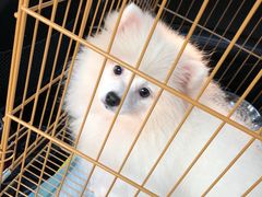 -翊宠yipet猫狗购宠庄园犬舍•猫舍