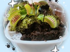 -双季花艺园艺市场(浦东店)