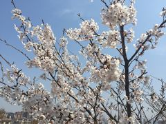 iphone_upload_pic-浮山香苑