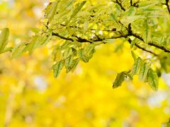 -蜀冈西峰生态公园