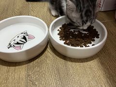 -小猫来了·猫舍(红山六九七九店)