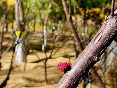 -大兴滨河森林公园